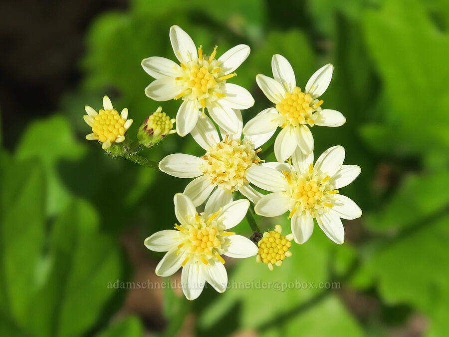 white western groundsel (Senecio integerrimus) [Tracy Hill, Klickitat County, Washington]