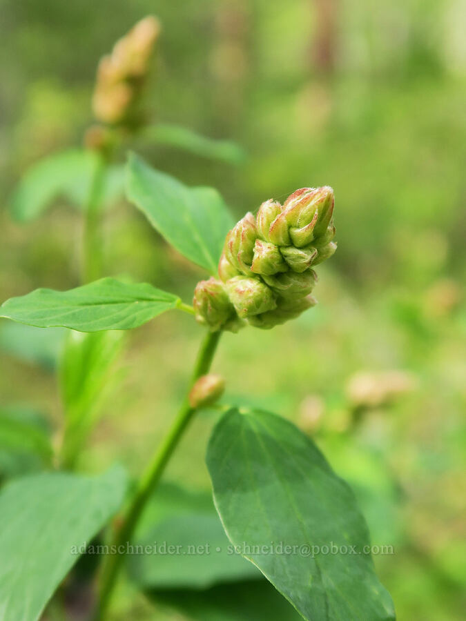 deer brush, budding (Ceanothus integerrimus) [Tracy Hill, Klickitat County, Washington]
