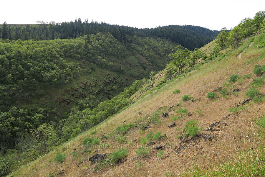 Catherine Creek's valley [Tracy Hill, Klickitat County, Washington]