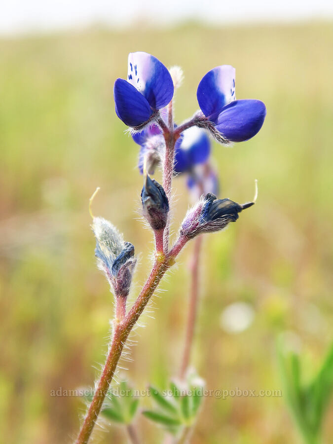 bi-colored lupine (Lupinus bicolor (Lupinus micranthus var. bicolor)) [Tracy Hill, Klickitat County, Washington]