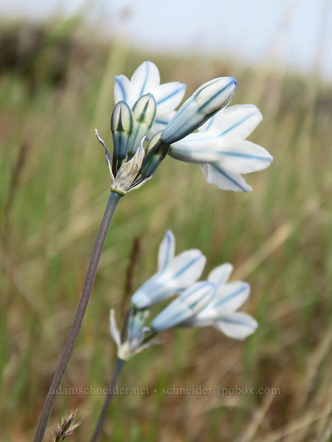 bi-colored cluster lilies (Triteleia grandiflora var. howellii (Brodiaea bicolor)) [Tracy Hill, Klickitat County, Washington]