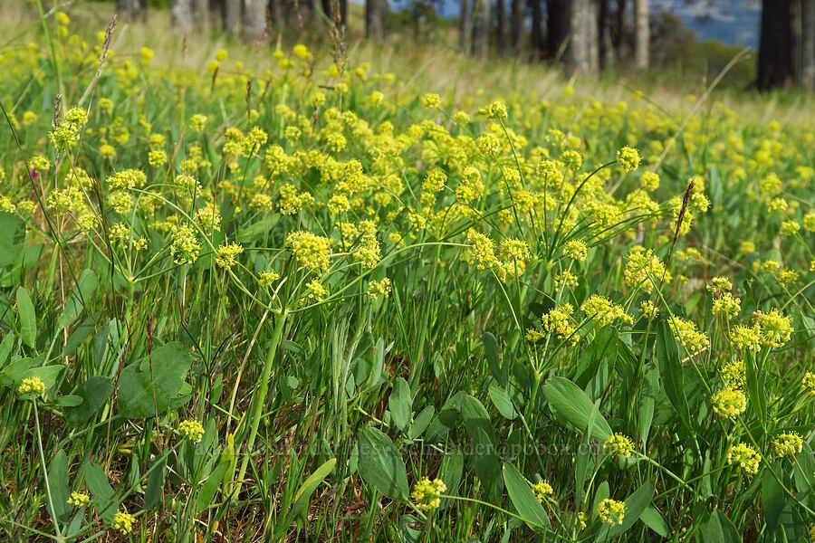 bare-stem desert parsley (Lomatium nudicaule) [Tracy Hill, Klickitat County, Washington]
