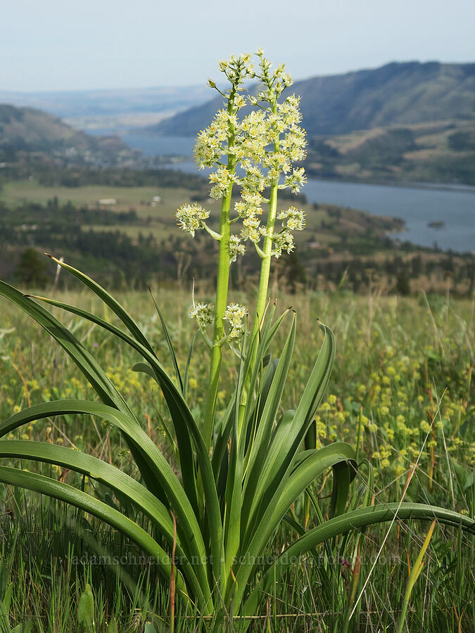 panicled death-camas (Toxicoscordion paniculatum (Zigadenus paniculatus)) [Tracy Hill, Klickitat County, Washington]