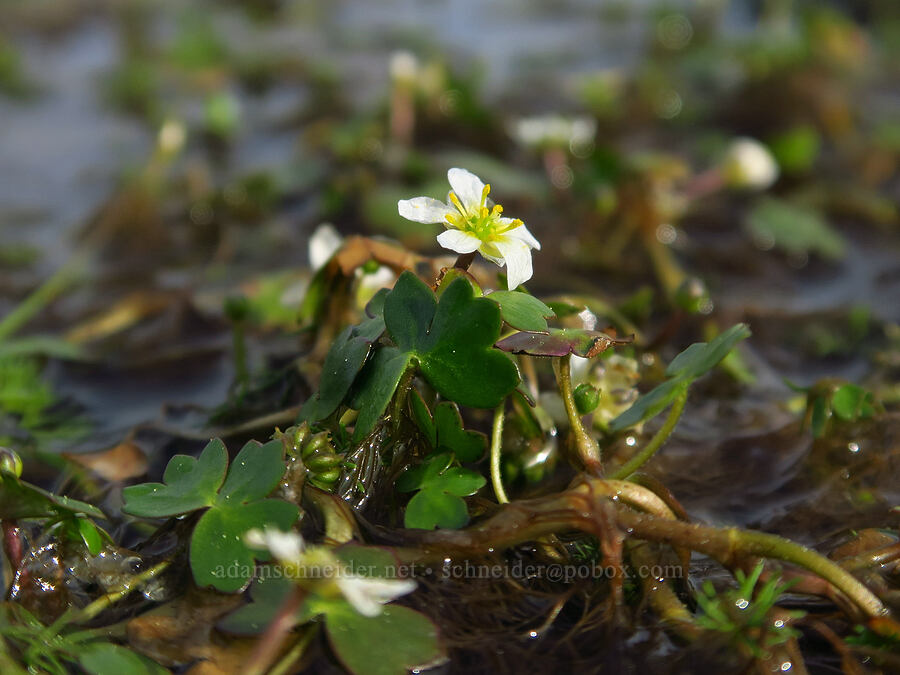 white water buttercups (Ranunculus aquatilis var. aquatilis) [Tracy Hill, Klickitat County, Washington]