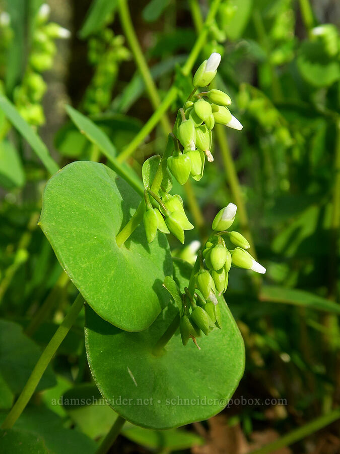 miner's lettuce (Claytonia perfoliata (Montia perfoliata)) [Tracy Hill, Klickitat County, Washington]
