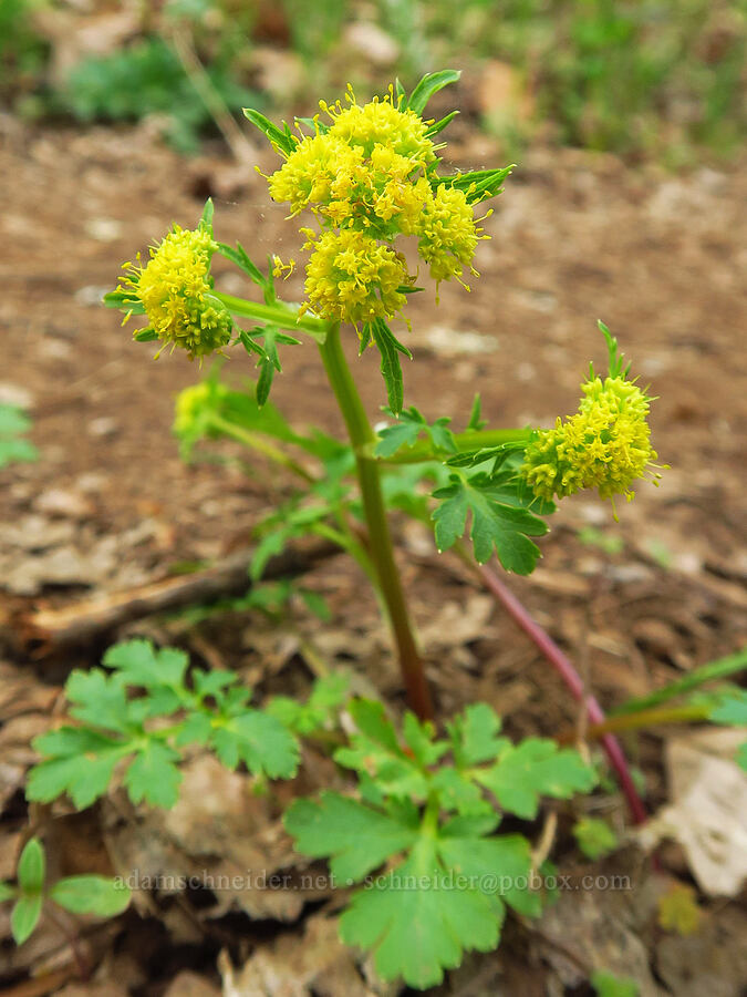 northern sanicle (black snake-root) (Sanicula graveolens) [Tracy Hill, Klickitat County, Washington]
