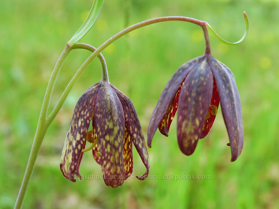 checker lilies (Fritillaria affinis) [Tracy Hill, Klickitat County, Washington]