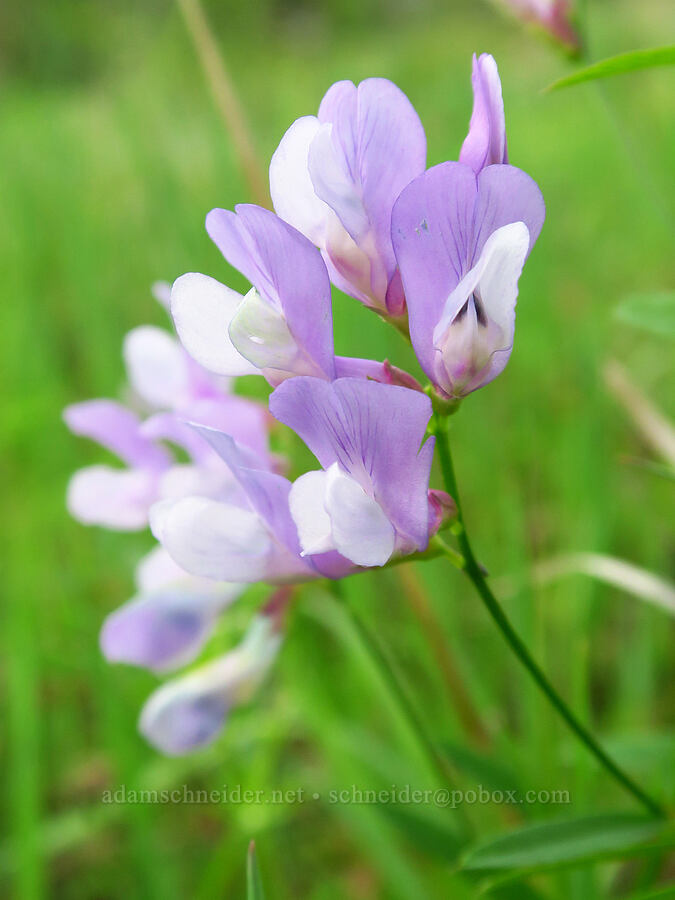 American vetch (Vicia americana) [Catherine Creek, Klickitat County, Washington]