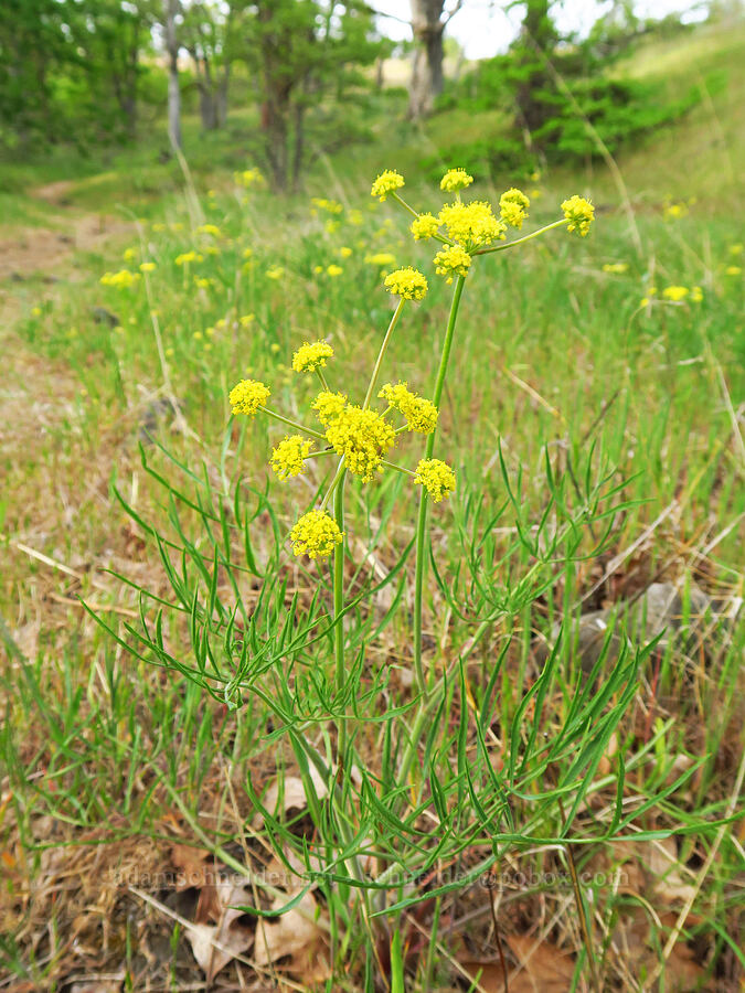 nine-leaf desert parsley (Lomatium triternatum) [Catherine Creek, Klickitat County, Washington]