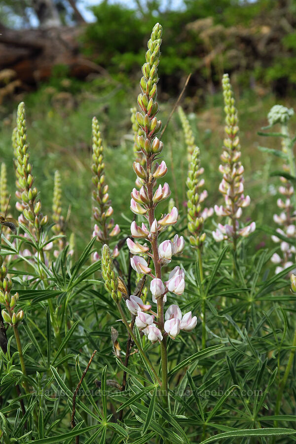 pink spurred lupine (Lupinus arbustus) [Catherine Creek, Klickitat County, Washington]
