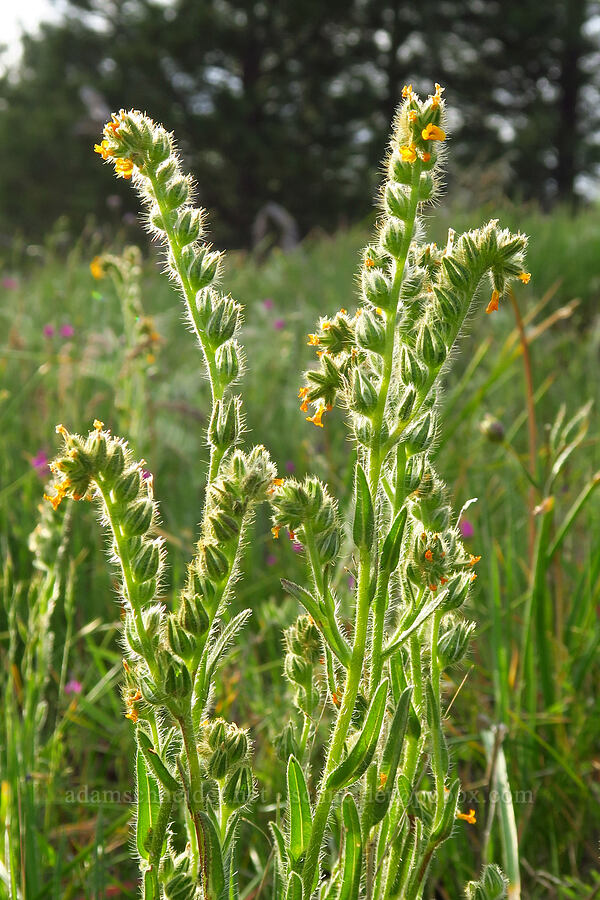 fiddleneck (Amsinckia menziesii) [Catherine Creek, Klickitat County, Washington]