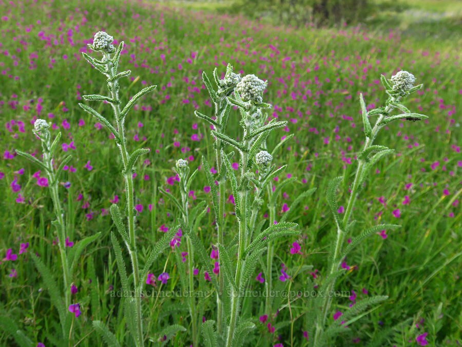 yarrow & common vetch (Achillea millefolium, Vicia sativa) [Catherine Creek, Klickitat County, Washington]