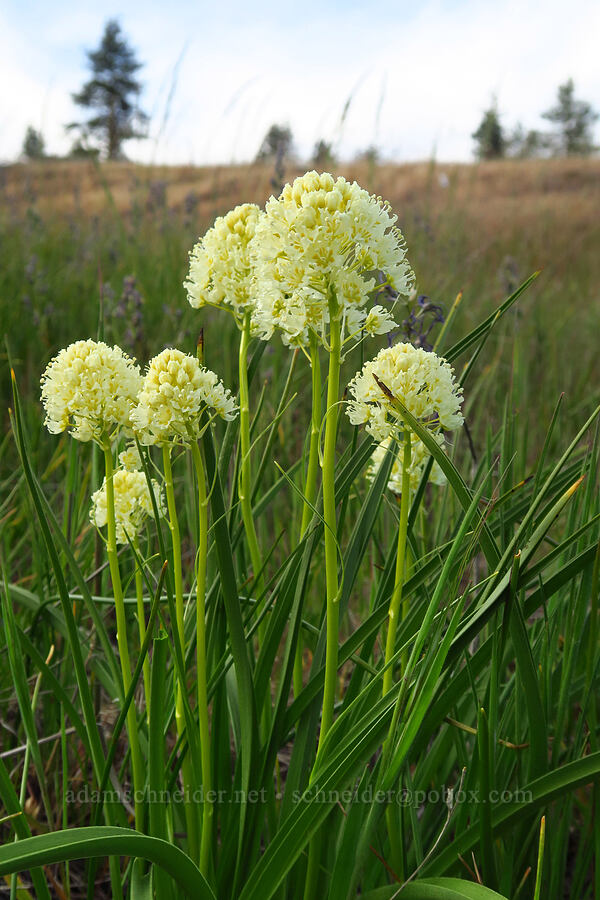 meadow death-camas (Toxicoscordion venenosum (Zigadenus venenosus)) [Catherine Creek, Klickitat County, Washington]