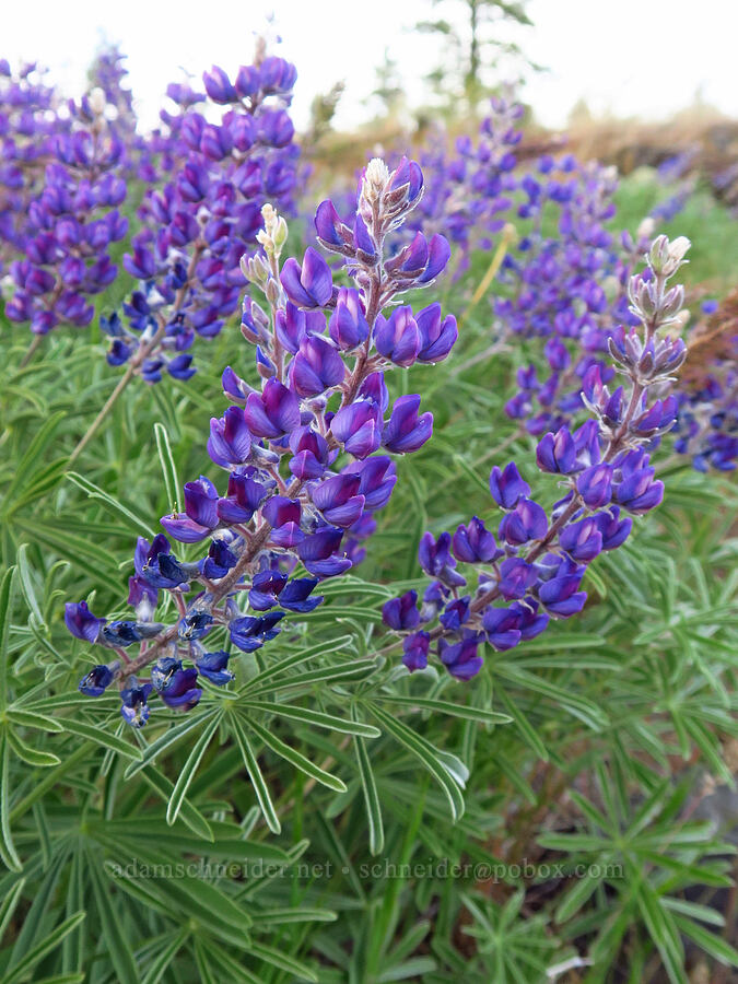 very purple lupines (Lupinus sp.) [Catherine Creek, Klickitat County, Washington]