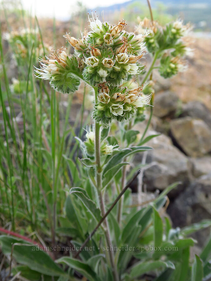 phacelia (Phacelia hastata) [Catherine Creek, Klickitat County, Washington]