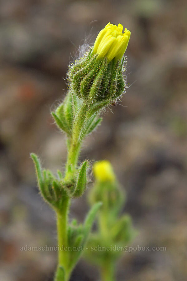 common tarweed (Madia gracilis) [Catherine Creek, Klickitat County, Washington]