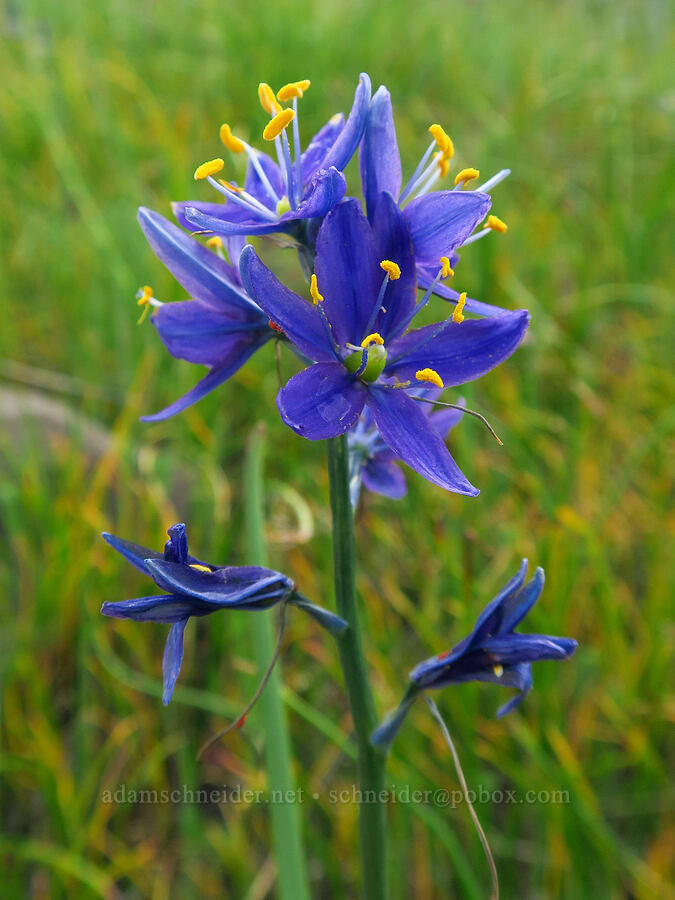 dark blue camas (Camassia quamash) [Catherine Creek, Klickitat County, Washington]