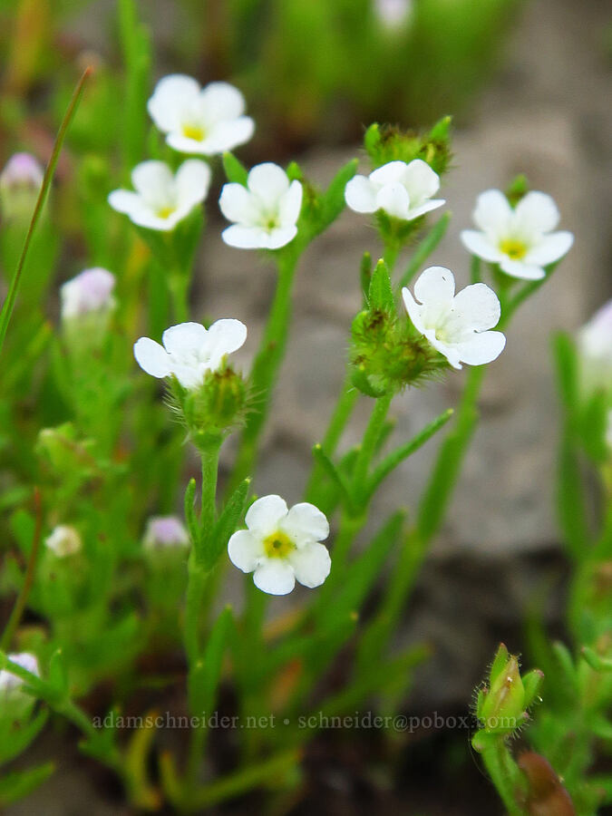 fragrant popcorn flower (Plagiobothrys figuratus) [Catherine Creek, Klickitat County, Washington]