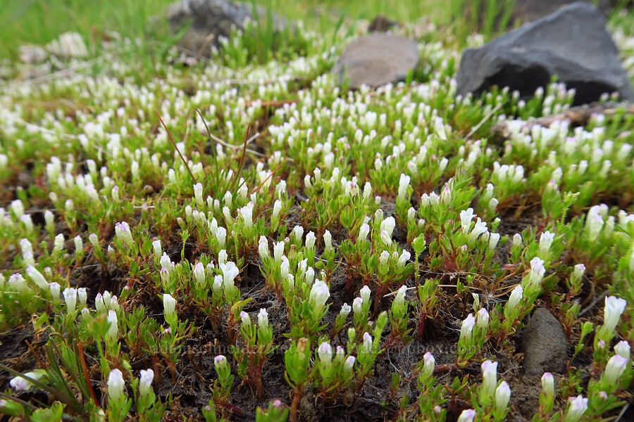 bractless hedge-hyssop (Gratiola ebracteata) [Catherine Creek, Klickitat County, Washington]
