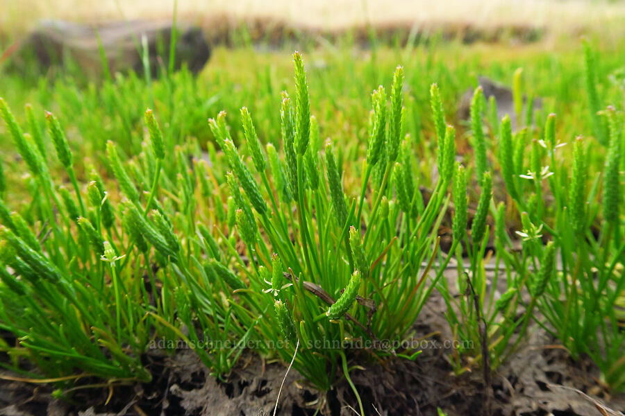 least mouse-tail (Myosurus minimus) [Catherine Creek, Klickitat County, Washington]
