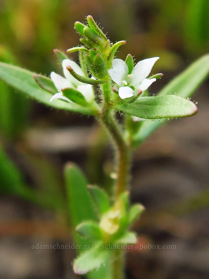 purslane speedwell (Veronica peregrina var. xalapensis) [Catherine Creek, Klickitat County, Washington]