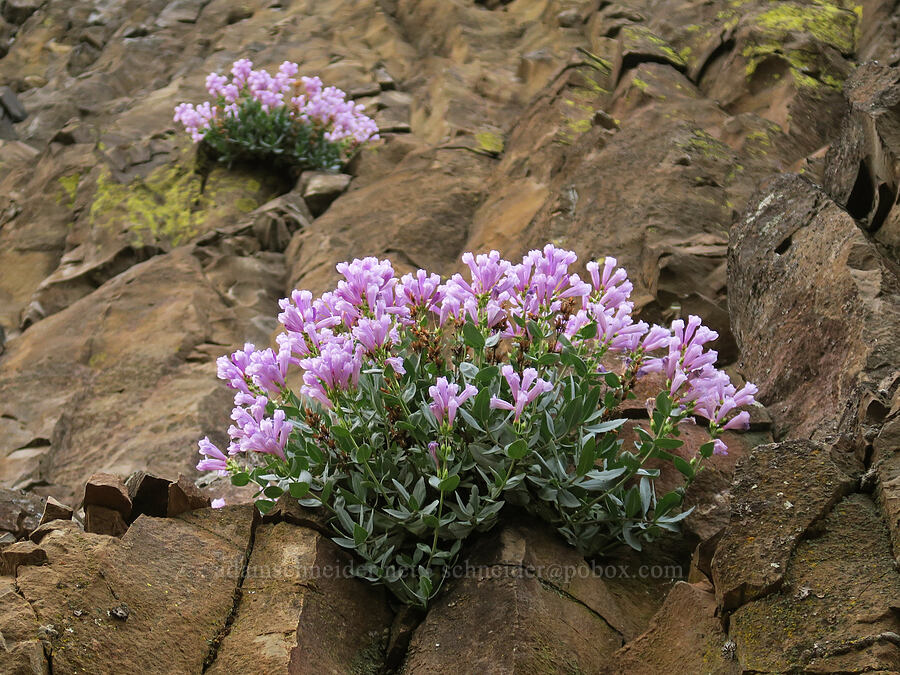 Barrett's penstemon (Penstemon barrettiae) [Old Highway 8, Klickitat County, Washington]