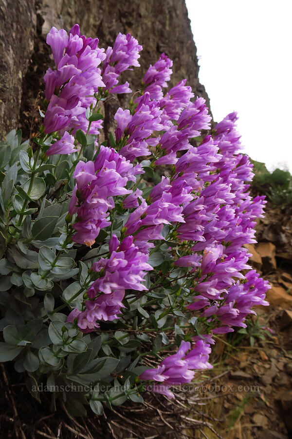 Barrett's penstemon (Penstemon barrettiae) [Old Highway 8, Klickitat County, Washington]
