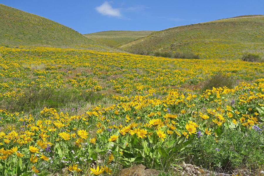 balsamroot (Balsamorhiza sp.) [Columbia Hills Natural Area Preserve, Klickitat County, Washington]