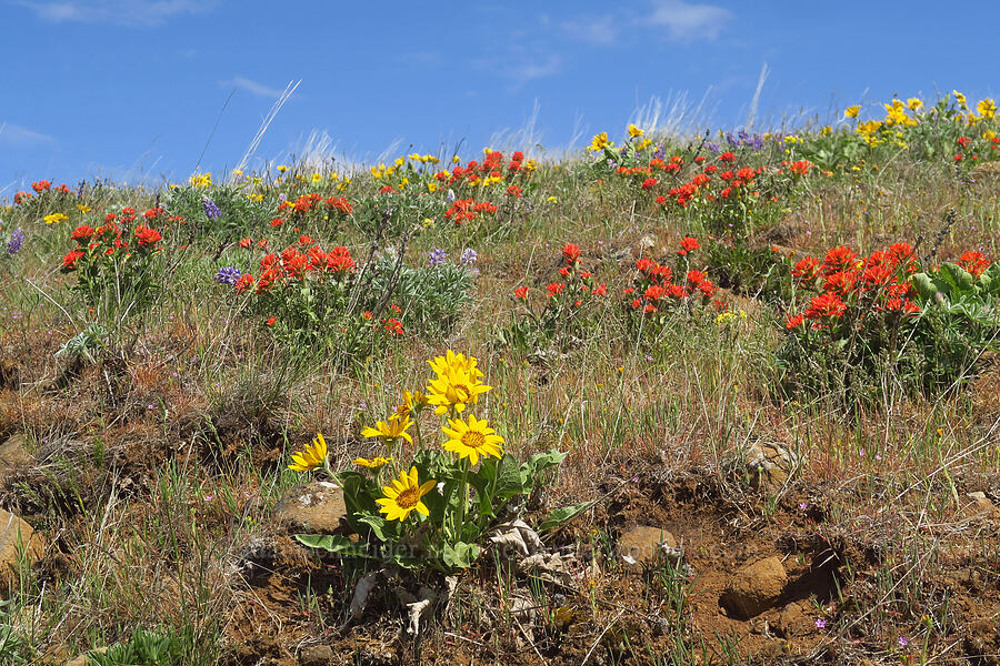 paintbrush, balsamroot, & lupine (Castilleja hispida, Balsamorhiza sp., Lupinus sp.) [Columbia Hills Natural Area Preserve, Klickitat County, Washington]