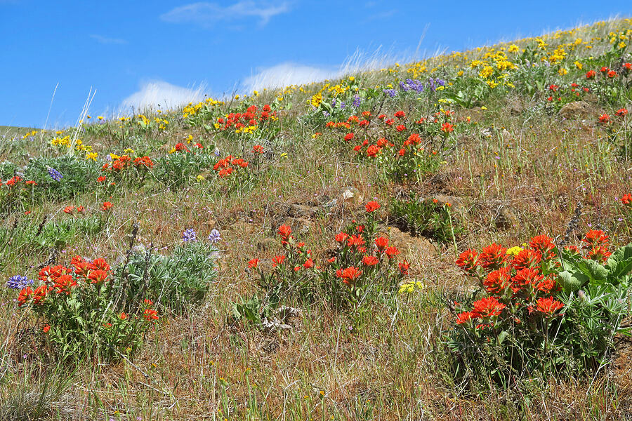 paintbrush, balsamroot, & lupine (Castilleja hispida, Balsamorhiza sp., Lupinus sp.) [Columbia Hills Natural Area Preserve, Klickitat County, Washington]