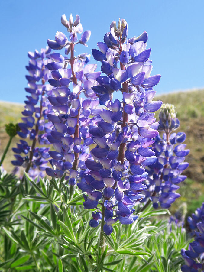 Columbia Gorge lupine (Lupinus sericeus var. thompsonianus (Lupinus latifolius x sericeus)) [Columbia Hills Natural Area Preserve, Klickitat County, Washington]