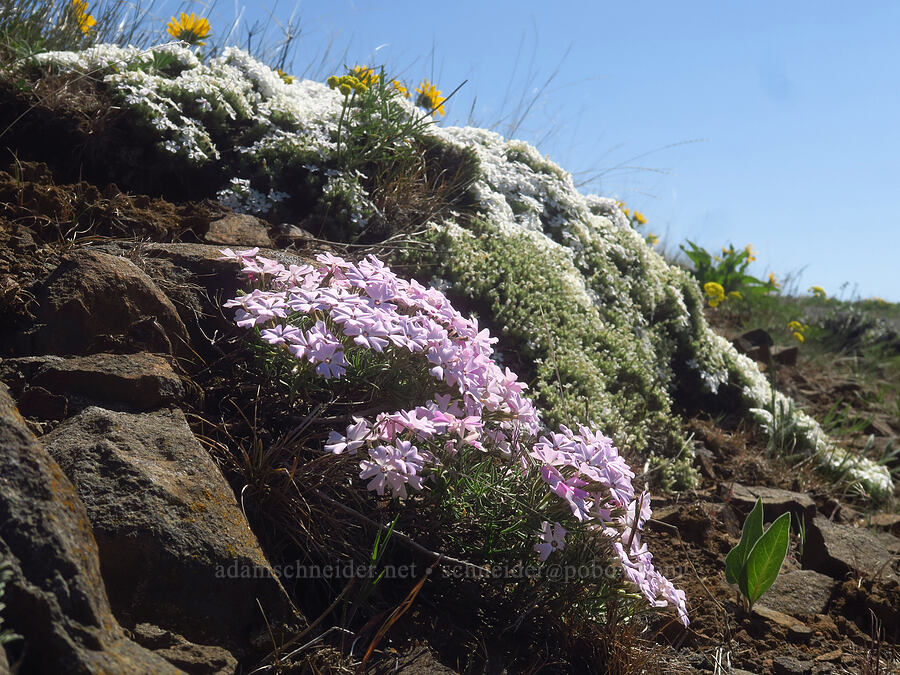 showy phlox & Hood's phlox (Phlox speciosa, Phlox hoodii ssp. canescens (Phlox canescens)) [Columbia Hills Natural Area Preserve, Klickitat County, Washington]