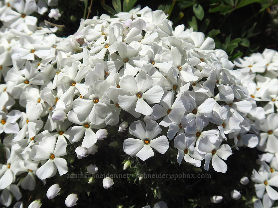 Hood's phlox (Phlox hoodii ssp. canescens (Phlox canescens)) [Columbia Hills Natural Area Preserve, Klickitat County, Washington]