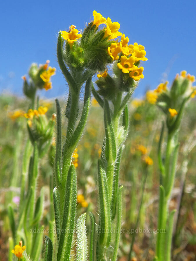 fiddleneck (Amsinckia menziesii) [Columbia Hills Natural Area Preserve, Klickitat County, Washington]