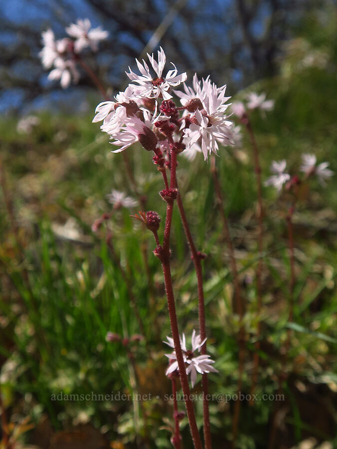 prairie stars (Lithophragma glabrum) [Columbia Hills Natural Area Preserve, Klickitat County, Washington]
