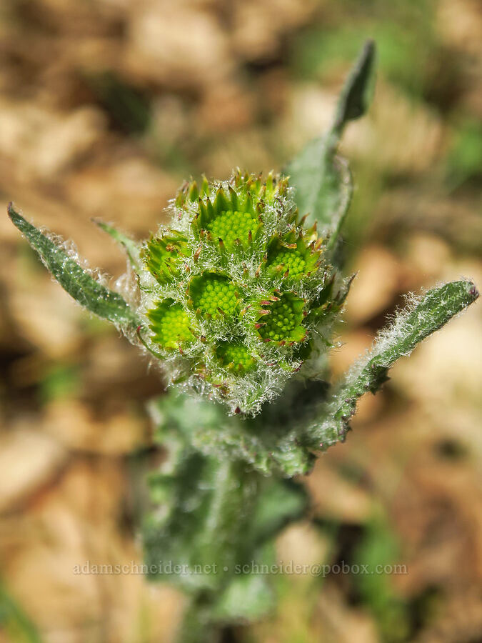 western groundsel, budding (Senecio integerrimus) [Columbia Hills Natural Area Preserve, Klickitat County, Washington]