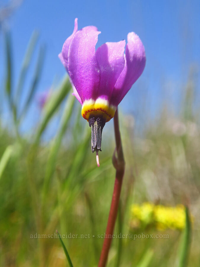 desert shooting-star (Dodecatheon conjugens (Primula conjugens)) [Columbia Hills Natural Area Preserve, Klickitat County, Washington]