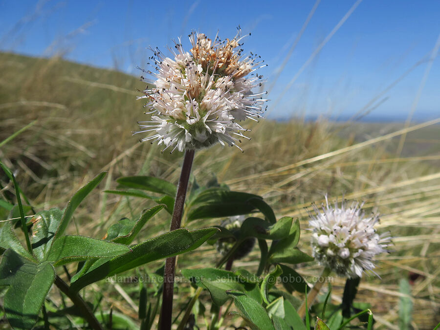 ball-head waterleaf (Hydrophyllum capitatum var. thompsonii) [Columbia Hills Natural Area Preserve, Klickitat County, Washington]