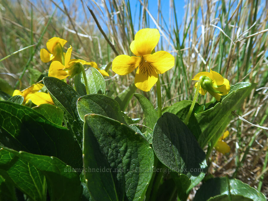 upland yellow violets (Viola praemorsa (Viola nuttallii var. praemorsa)) [Columbia Hills Natural Area Preserve, Klickitat County, Washington]