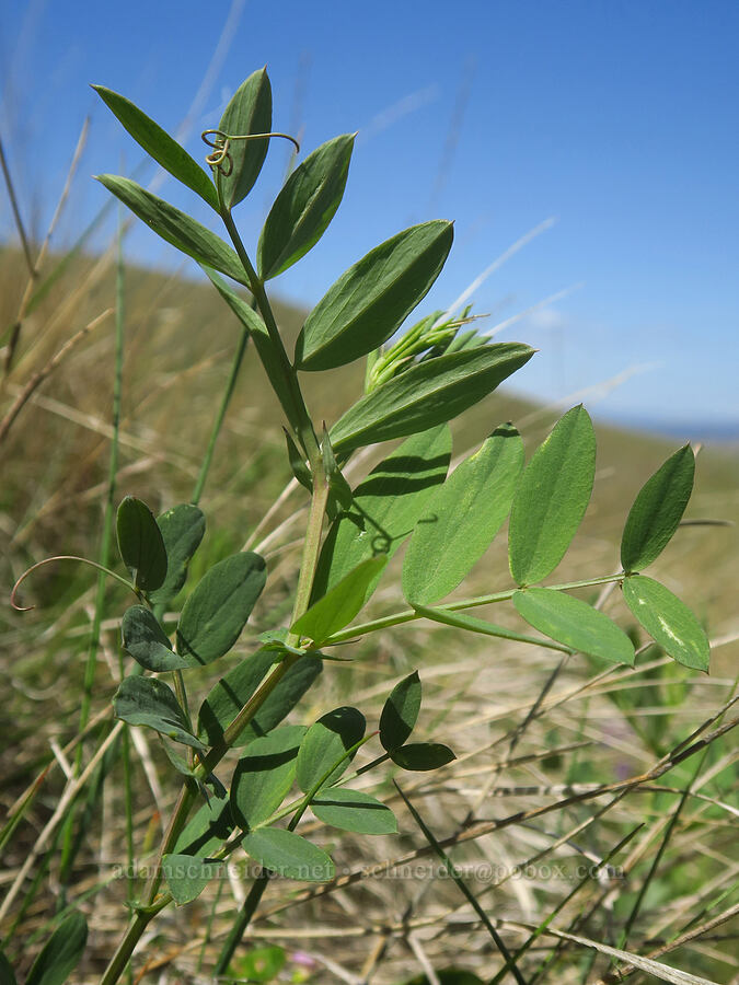 few-flowered pea leaves (Lathyrus pauciflorus) [Columbia Hills Natural Area Preserve, Klickitat County, Washington]
