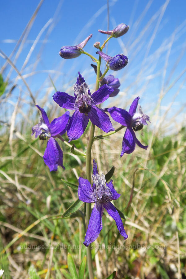 larkspur (Delphinium nuttallianum) [Columbia Hills Natural Area Preserve, Klickitat County, Washington]