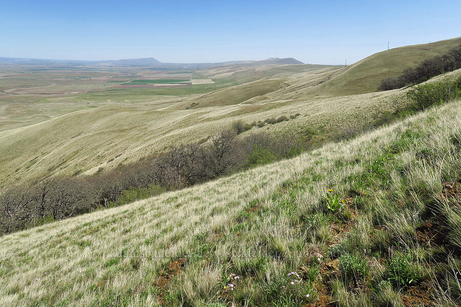 north side of the Columbia Hills [Columbia Hills Natural Area Preserve, Klickitat County, Washington]