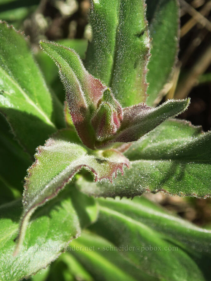 sticky-stem penstemon, budding (Penstemon glandulosus var. chelanensis) [Columbia Hills Natural Area Preserve, Klickitat County, Washington]