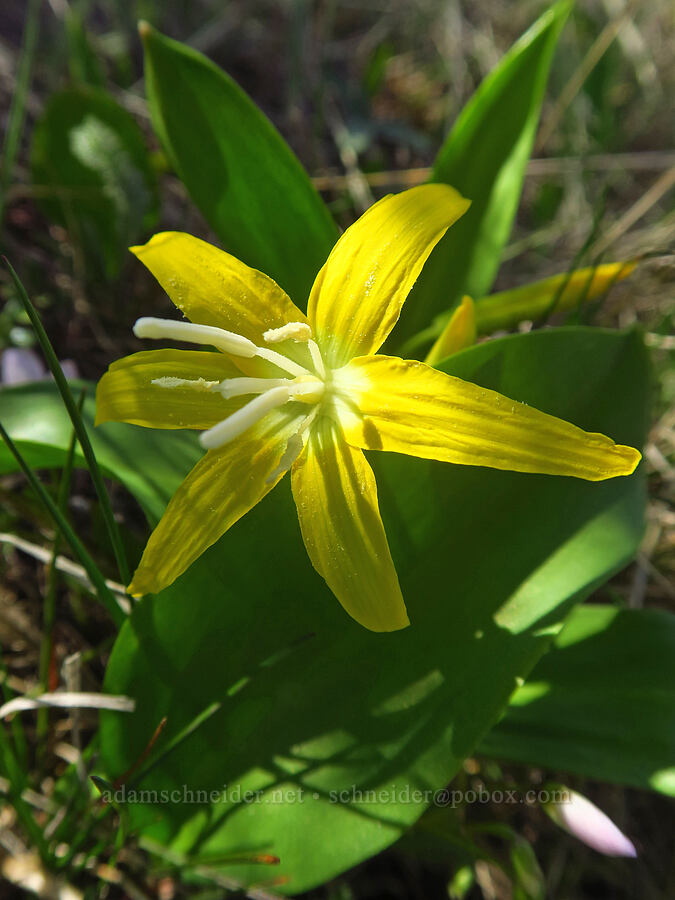 glacier lily, facing upward (Erythronium grandiflorum) [Columbia Hills Natural Area Preserve, Klickitat County, Washington]