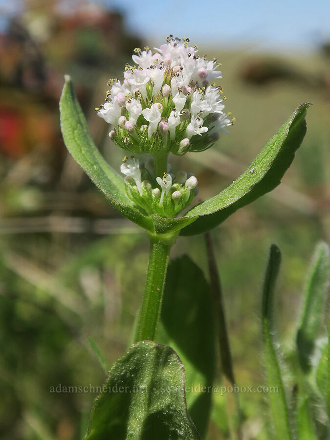 white plectritis (Plectritis macrocera) [Columbia Hills Natural Area Preserve, Klickitat County, Washington]