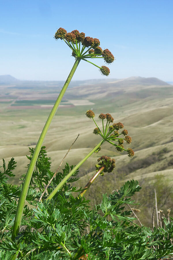 fern-leaf desert parsley (Lomatium dissectum var. dissectum) [Columbia Hills Natural Area Preserve, Klickitat County, Washington]