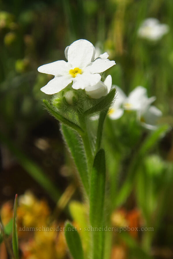 weak-stem cryptantha (Cryptantha flaccida) [Columbia Hills Natural Area Preserve, Klickitat County, Washington]