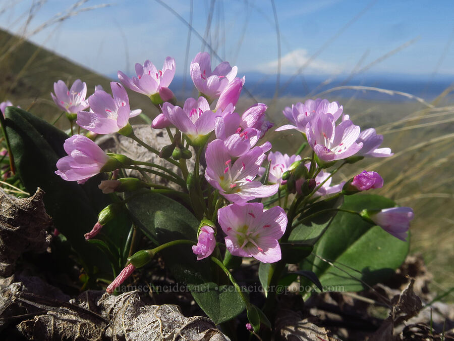 lance-leaf spring beauties (Claytonia lanceolata) [Stacker Butte, Klickitat County, Washington]