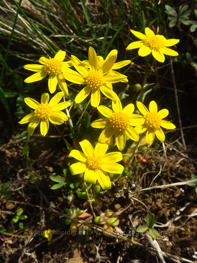gold stars (Crocidium multicaule) [Stacker Butte, Klickitat County, Washington]