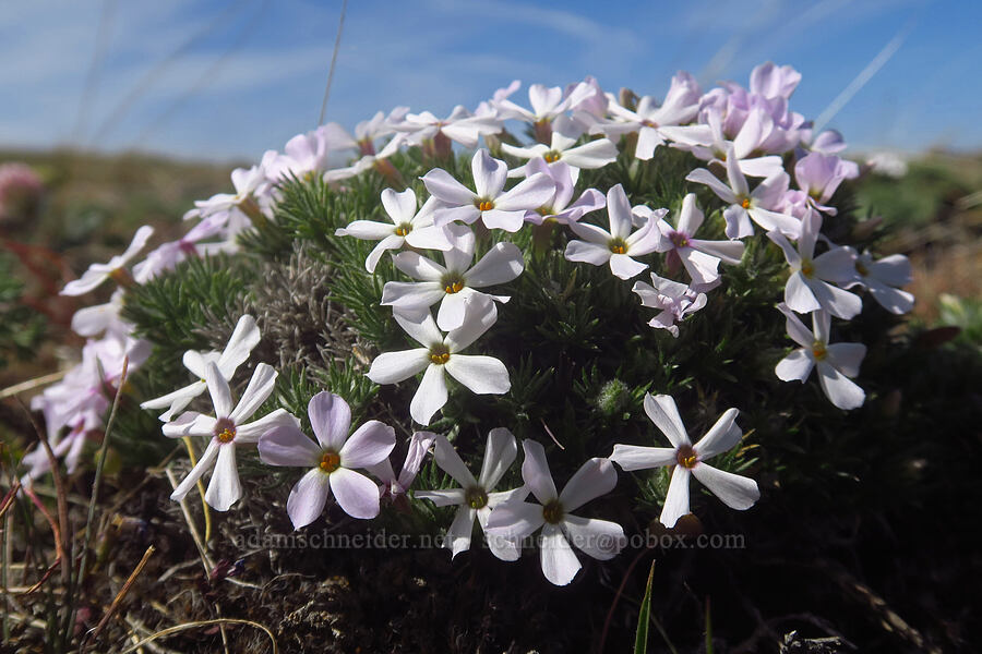 Hood's phlox (Phlox hoodii ssp. canescens (Phlox canescens)) [Stacker Butte, Klickitat County, Washington]